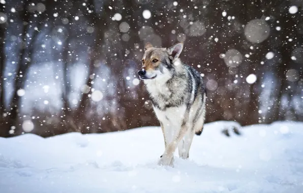 Picture snow, dog, Wolfdog