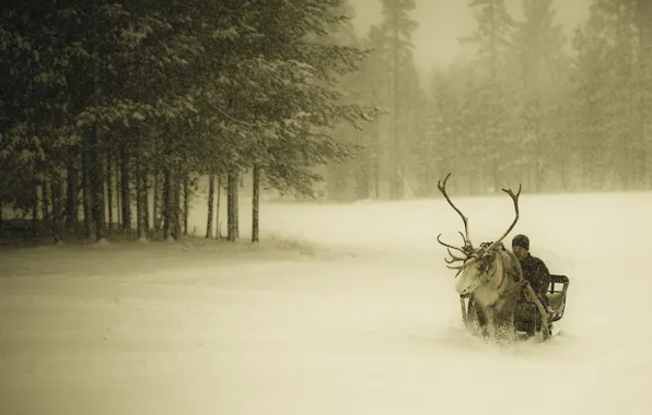 Picture winter, forest, snow, deer, guy, sleigh, snowfall, Finland