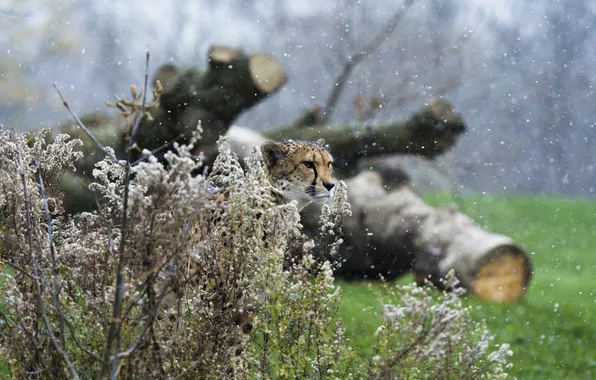 Picture predator, Cheetah, disguise, unhappy, wild cat, snowfall, shrub