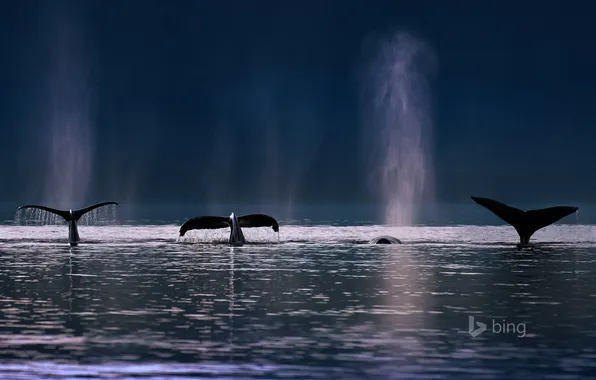 Sea, squirt, the ocean, Alaska, USA, fin, humpback whales, Admiralty island