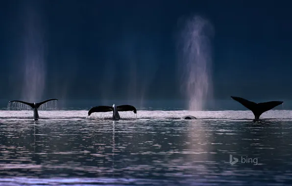 Picture sea, squirt, the ocean, Alaska, USA, fin, humpback whales, Admiralty island