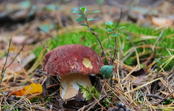 Picture autumn, forest, nature, mushrooms, mushroom, beauty, white mushroom, quiet hunting