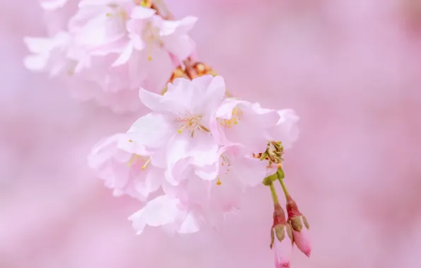 Cherry, pink, Sakura, flowering, blossom, sakura, cherry, japanese