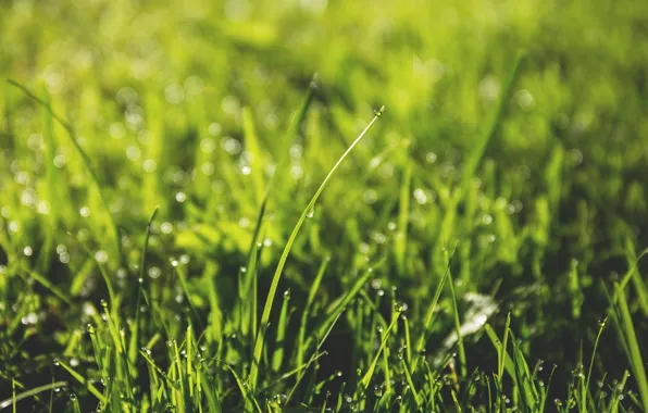 Nature, Drops, Grass, Plant, Rosa, Summer, Plants, Nature