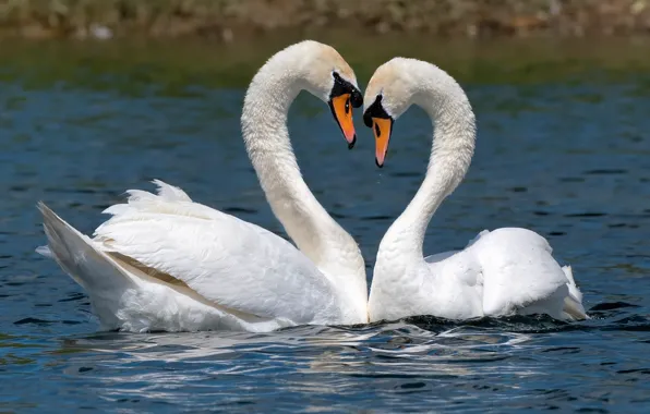 Water, drops, love, birds, pose, lake, river, shore