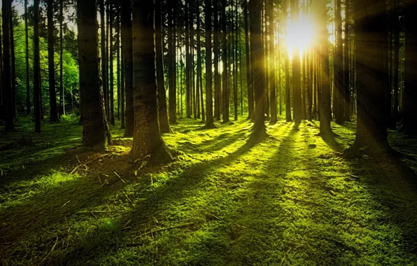 Greens, forest, the sun, rays, light, trees, branches, nature