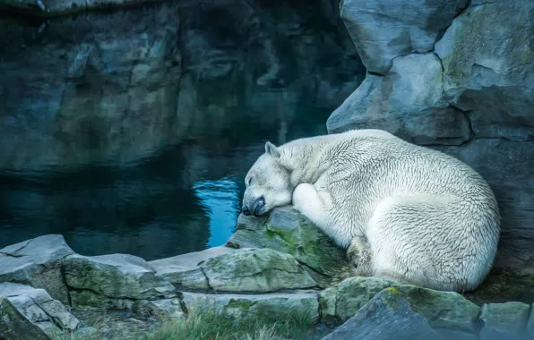 White, stones, rocks, stay, bear, sleeping, lies, polar bear