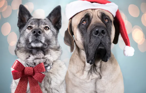 Picture dogs, portrait, pair, bow, cap, English Mastiff, Norwegian grey Elkhound