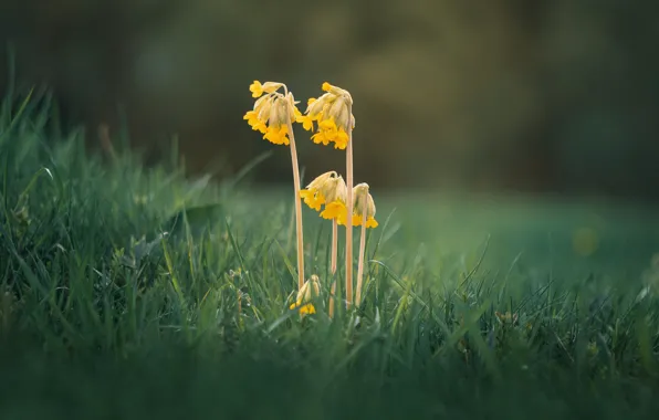 Grass, flowers, glade, spring, Primula, primrose