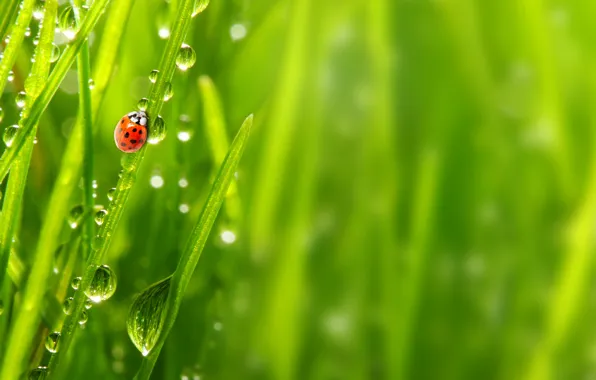 Grass, drops, macro, nature, Rosa, ladybug, morning, nature