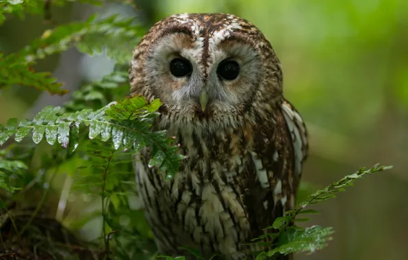 Picture forest, nature, owl, bird