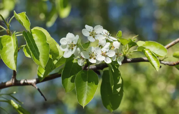 Leaves, flowers, branch, spring, white, Apple, flowering, in bloom