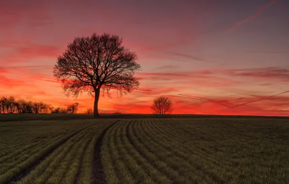 Picture field, trees, sunset
