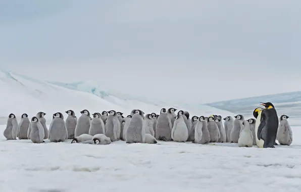 Antarctica, Chicks, Emperor penguin, Snow Hill Island