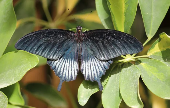 Leaves, microsemi, butterfly, wings, insect, beautiful, closeup