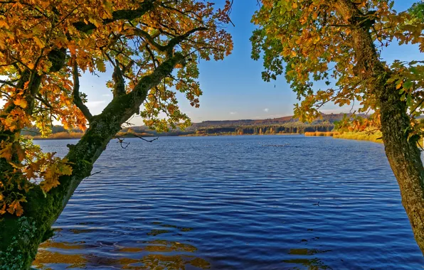 Autumn, trees, river, Germany, Elm