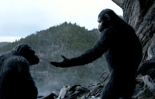 Monkey, Revolution, Dawn of the Planet of the Apes, Planet of the apes