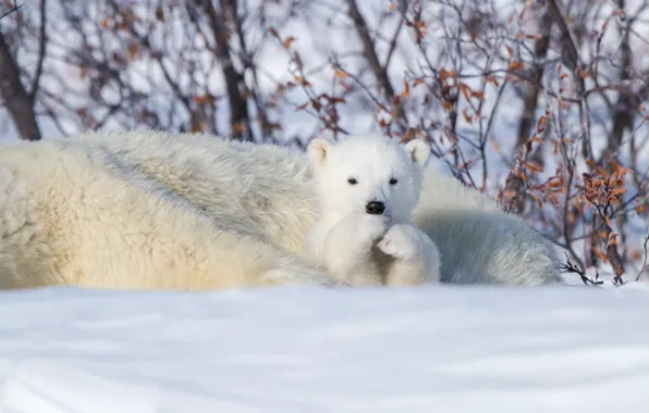 Picture winter, snow, Canada, bear, bear, Polar bears, Manitoba, Polar bears