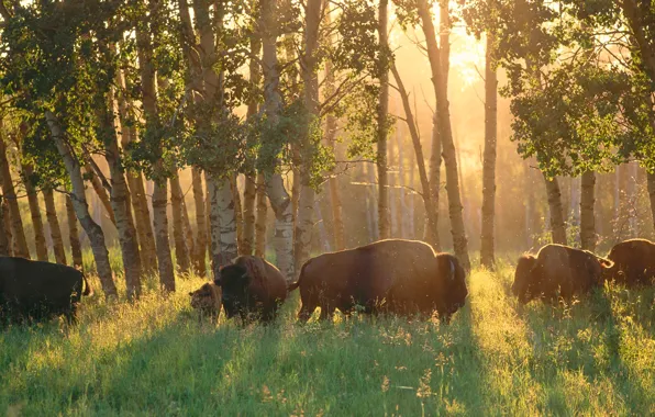 Picture forest, Canada, Albert, Buffalo, Elk Island National Park