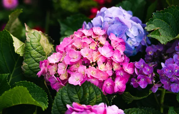 Picture flowers, bright, garden, hydrangea