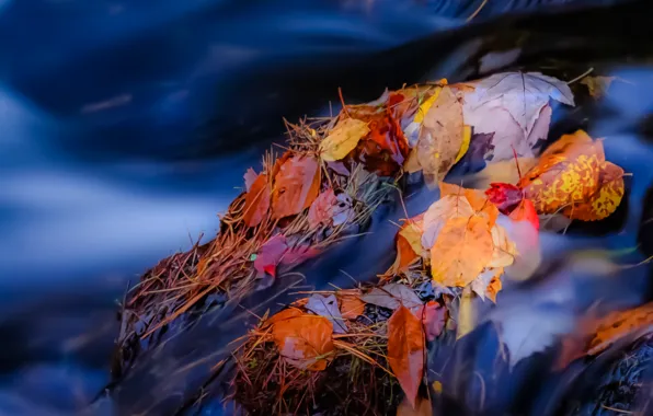 Autumn, leaves, river, stream, stones, stream