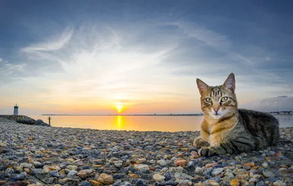 Picture cat, the sky, cat, water, the sun, landscape, sunset, nature