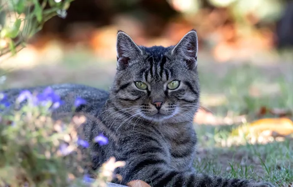 Picture cat, grass, cat, look, light, flowers, nature, grey