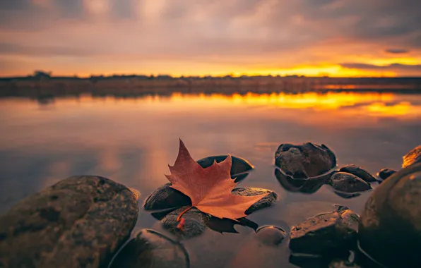 Water, macro, sunset, leaf, maple