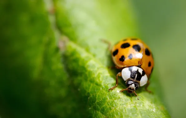 Picture greens, macro, sheet, ladybug, insect