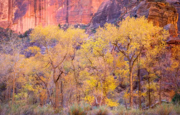 Picture trees, autumn, mountains