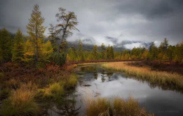 Autumn, forest, the sky, grass, clouds, trees, mountains, clouds