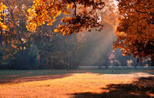 Autumn, light, trees, Park, foliage, shadow