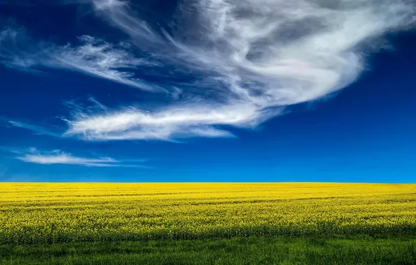 Field, summer, the sky