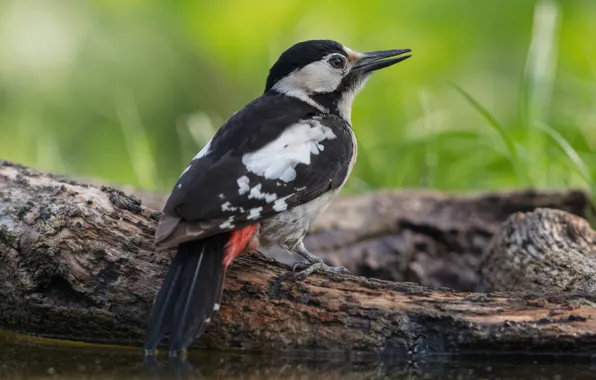 Picture bird, shore, woodpecker, log, pond