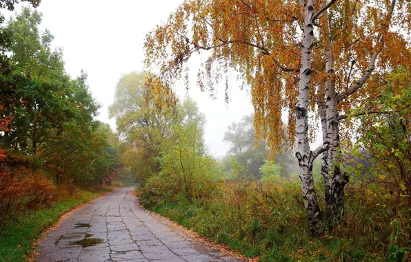 Road, autumn, tree