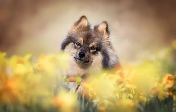 Picture look, flowers, dog, face, daffodils, bokeh, Spitz