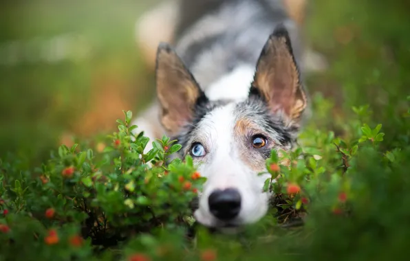 Picture eyes, look, nature, berries, portrait, dog, cute, puppy