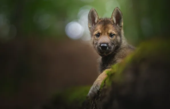 Look, portrait, puppy, face, bokeh, doggie, The tamaskan dog