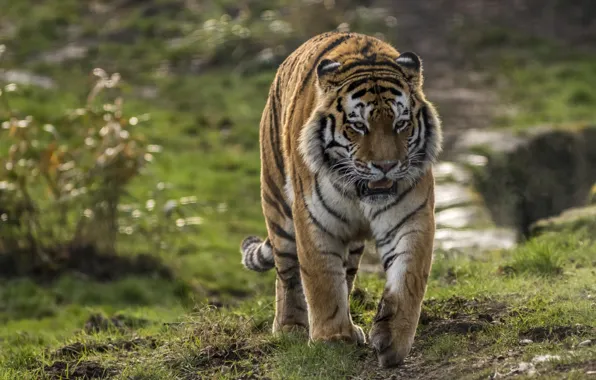Tiger, power, predator, striped