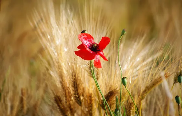 Flower, red, one, Mac, rye, Maki, ears, bokeh