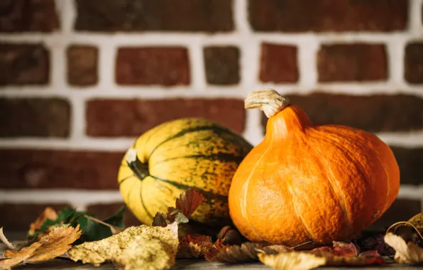 Autumn, leaves, pumpkin