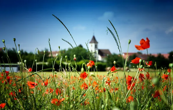Picture field, the sky, flowers, stem, Church