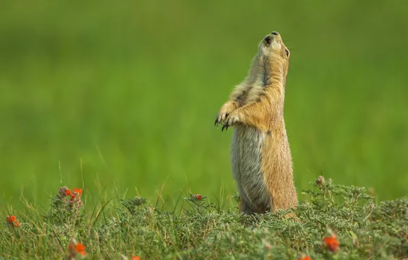 Picture grass, nature, rodent, Prairie dog