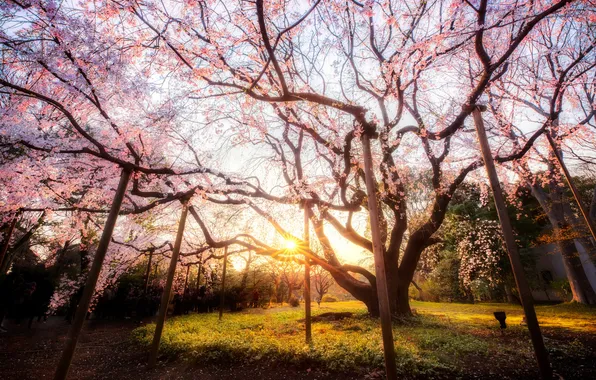Grass, the sun, rays, light, trees, flowers, branches, Park