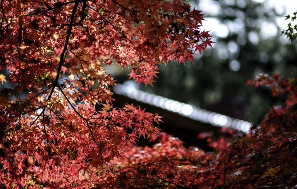 Leaves, macro, glare, focus, Tree, blur, red, maple