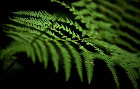 Forest, mountains, green, Crimea, forest, fern, field, jungle
