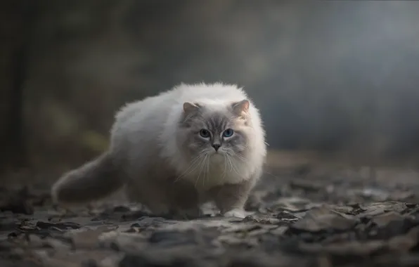 Cat, cat, nature, pose, fog, stones, background, haze