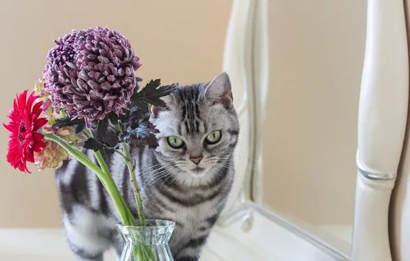 Cat, cat, flowers, pose, bouquet, mirror, vase, grey