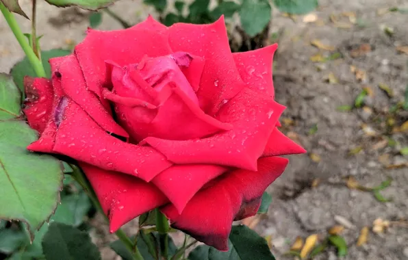 Summer, rose, closeup