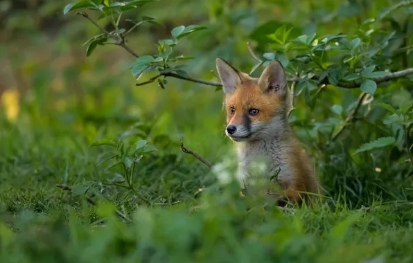 Greens, grass, look, leaves, branches, glade, Fox, face